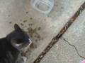 videos de New neighbor Kitty