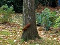 Red Squirrel-Dance - Rock around the Tree - Sincap Dance