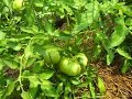 Garden Update Episode 6 Garden Update Episode 6