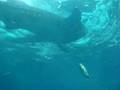 黒潮の海水槽