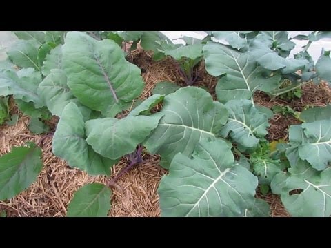 how to harvest pigeon peas