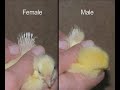 The Hatching Egg Industry - Part 1 The Hatching Egg Industry - Part 1