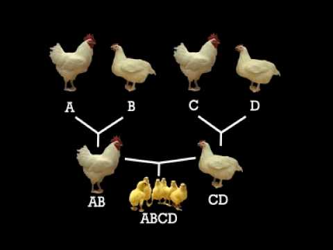 how to fertilize broiler eggs