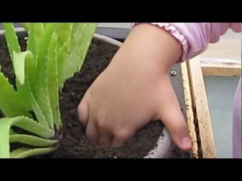 how to transplant river cane