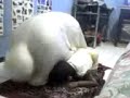 ini adalah video atala sedang solat isya.  usia atala saat ini 2 tahun menjelang 2 bulan