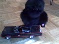 ape over the Batmobile