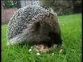 Blind hedgehog comes for supper 8th July 08