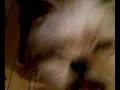 videos de shih tzu hermosoo