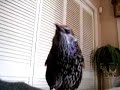 weewoo the talking starling