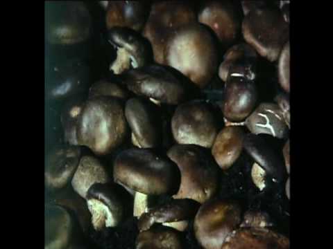 YouTube előnézeti kép