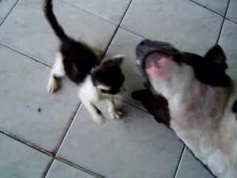 Imagen de previsualización de YouTube