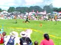 German Shepard Display