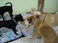 the kids do a little ball wrestling on the beds.