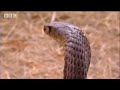 Snake training for survival in the desert - Ian Wright in the Kalahari - BBC