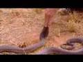 Snake training for survival in the desert - Ian Wright in the Kalahari - BBC