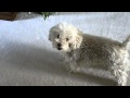 Cockapoo