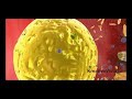 Immunity Video - KreativeVistas