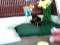 Miniature Pinscher video