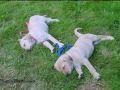 Animal Love: Cutest Animal Videos, Pet News and Information