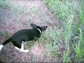 4 Month Beagle Running-Plus Tick pulling action!