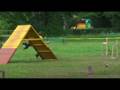 videos de tash & vanya, agility novice, pavlovsk