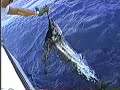 Baccarat sail released
