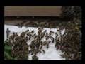 Catching a Swarm of Bees