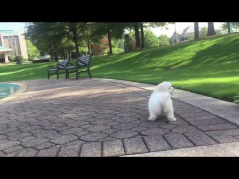 Lucy is a very relaxed, friendly, intelligent toy MaltiPoo
