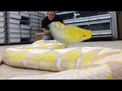 YouTube reptile video