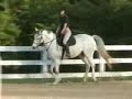 Zephyr: Flashy Dressage or Hunter for Sale
