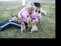 Pug Puppies attack 3