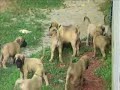 English Mastiff Puppies - \"I bark, therefore I am\"