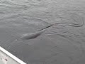 Trophy Muskie (Musky) Fishing in Ontario Canada