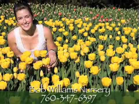 how to fertilize cyclamen