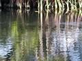 videos de Manatee Bay Resort - Key Largo, Fl