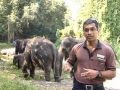 Baby Elephant: Meet Nila Utama, the Prince of Night Safari