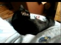 Click here to watch this video Katzen Fail
