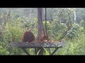 Click here to watch this video Orang vs Coconut