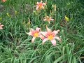 Lilly and Hosta Gardens - Michigan - Cars Gardens
