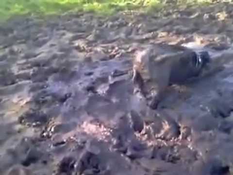 staffie