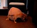 Dachshund tee pee war