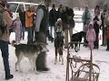 Sled dogs in Michigan Sled dogs in Michigan