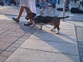 Franklin friends and Dog days Franklin friends and Dog days