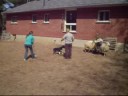 Fidget Herding 01 - Herding Instinct Test Fidget Herding 01 - Herding Instinct Test
