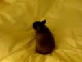 Crazy bunny jumping on bed