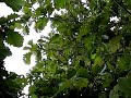ウラジロミドリシジミなわばり飛翔その２(300fps)