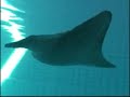 Festo Aqua Ray
