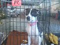 Akasha Awaits @Highland Village for a Home at the Holidays!