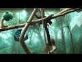 Philadelphia Zoo Blue-eyed Lemur Playing Hard to Get 2