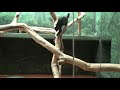 Philadelphia Zoo Blue-eyed Lemur Playing Hard to Get 2